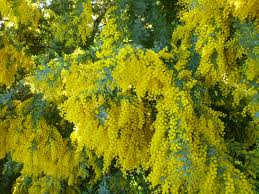 Maybe you would like to learn more about one of these? Acacia Cootamundra Wattle 6 Pot Hello Hello Plants Garden Supplies