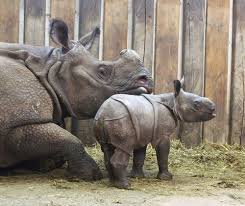 First Indian Rhino Baby Born In Poland At Warsaw Zoo Con Imagenes Animales Rinoceronte Bordados En Punto Cruz