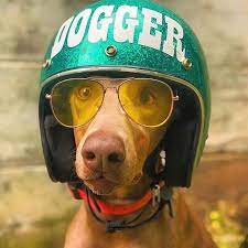 School Of Cool Bobber 1340 Japanstylebobber Harleybobber Harley Animal Planet Menswear Dog Dogs