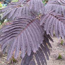 Check spelling or type a new query. Seidenbaum Albizia Julibrissin Summer Chocolate Rosa