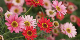 Maybe you would like to learn more about one of these? Gerbera Daisy Care How To Help Your Blooms Thrive Southern Living