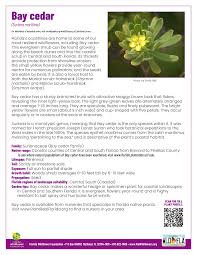 Image result for Surianaceae