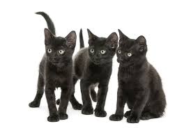 Bombay Cat Black American Shorthair Cat The Bombay Cat Cat Breeds Encyclopedia Cat Breeds Tonkinese Cat Cat Breeder