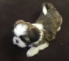 Lancaster puppies has your shih tzu for sale. Adorable Aca Purebred Shih Tzu Puppies For Sale In Danville Pa For Sale In Danville Pennsylvania Classified Americanlisted Com