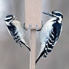 Gray Bird With Red Spot On Back Of Head Downy Woodpecker And Hairy Woodpecker Downy Woodpecker Woodpecker Missouri Birds