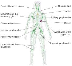 The head rests on the top part of the vertebral column, with the skull joining at c1. Lymphatic System Wikipedia