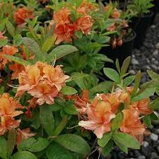 Mandarin Lights Azalea From Park Seed Azaleas Orange Flowers Yard Landscaping