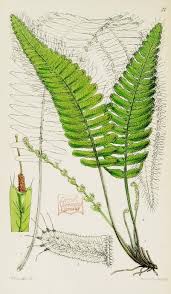 I always enjoy getting flowers from larissa at flowers and ferns. Garden Ferns Biodiversity Heritage Library Plants Biodiversity Plant Leaves