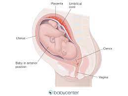 Fetal Presentation Before Birth Babycenter