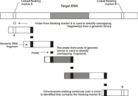 Schematic Chromosome Walking By Clone To Clone Hybridization