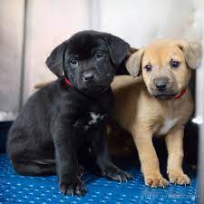 If you haven't settled on a particular breed you can find all the breeds of puppies and dogs we have for sale or adoption near georgia in these listings. Marietta Ga Labrador Retriever Meet Lab Mix Puppies A Pet For Adoption