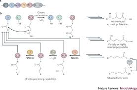 Lumayan banyak psertanya sekitar 50 orang mungkin. New Insights Into The Formation Of Fungal Aromatic Polyketides Nature Reviews Microbiology