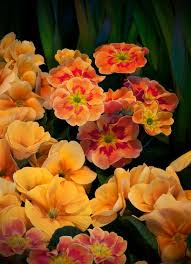 Primrose Flowers Are Pretty And Can Make A Sophisticated Name Primroses Flowers Beautiful Flowers