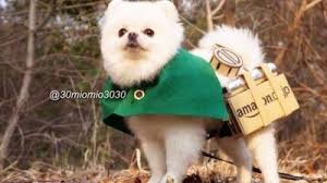 Attack On Titan Dog Cosplay The World Is Now Safe Anime Puppy Attack On Titan Pets