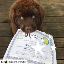 Legend acres offers group and private lessons in puppy 101 and basic dog obedience, offering akc star puppy testing, akc canine good citizen, akc community cgc, and akc urban cgc, long line, off leash training, and emotional support dog training. Puppy Training Classes