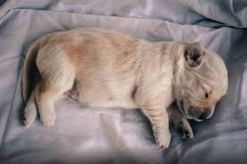 Direttore sc di pneumologia e utir asst mantova. Wikipedia It S National Puppy Day In The United States Facebook