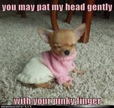 I Has A Hotdog Best Of The Week Best Of The Week Cute Animals Cute Baby Animals Baby Animals