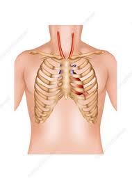 Muscles, external intercostals (elevate ribs), internal intercostals. Rib Cage And Heart Illustration Stock Image C029 9408 Science Photo Library