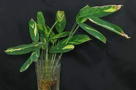 Maybe you would like to learn more about one of these? Ctenanthe Golden Mosaic
