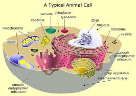 Unit 8 Cells And Organ Systems Discovering Life In Class