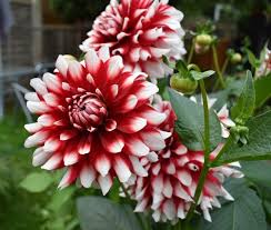 Dahlia Flowers And Ivy Dyeing Maker Gardener
