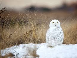 Writing a paper about a book. Snowy Owl Facts