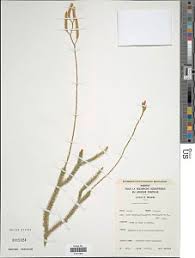 Image result for Huperzia afromontana