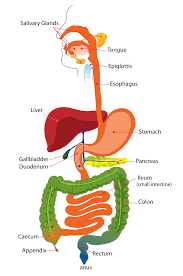 Digestive system is a collection of organs that work together to break down the food you eat into energy and basic nutrients. Digestive System Diagram For Kids Digestion Facts Infobarrel Healthyforkids Human Digestive System Digestive System Diagram Digestive System For Kids