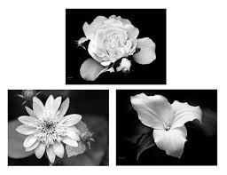 Black And White Flower Pictures Wall Art Set Of 3 Prints 8x10 Flower Photo Prints Black And White Flower Pictures Floral Wall Art Set Fine Art Photography Set Of 3 Flower Prints White Flower Pictures Flower Pictures Floral Wall Art