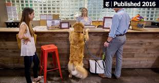 Golden retrievers always rank high among the most popular breeds in the united states. When The Dog Decides Where You Live The New York Times