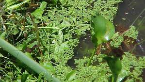 Image result for Limnophyton obtusifolium