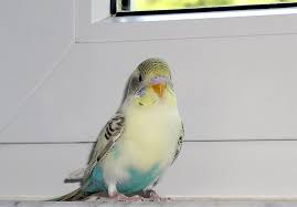 Dass die haltung zuweilen besonders anspruchsvoll sein kann, bleibt dabei nicht aus. Vogel Als Haustiere