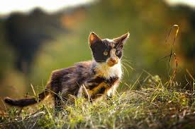 Chances of having calico kittens can be increased by either mating black and orange cats or using. Cat Kitten Pet Free Photo On Pixabay