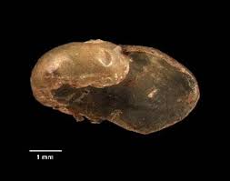 Dick Dell and the fantastic frilled crab