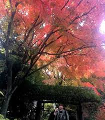 筥崎宮（はこざきぐう）は福岡県 福岡市 東区 箱崎に在る神社。 式内社（名神大社）、筑前国 一宮 。 旧社格は官幣大社で、現在は神社本庁の別表神社。. ç´…è'‰ è¦‹é ƒã« ç­¥å´Žå®®ç¥žè‹'èŠ±åº­åœ' è¥¿æ—¥æœ¬æ–°èžãƒ‹ãƒ¥ãƒ¼ã‚¹