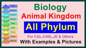 All Phylum Kingdom Animalia Biology