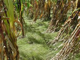 Image result for Digitaria ternata