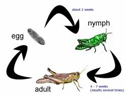 The best gifs for cricket (insect). Cricket Insect Cricketinsect Com