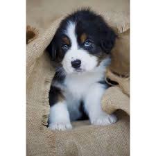 Looks Like A Boy In My Year Looks Like He S Small But Knows Way Too Much For His Age I M Not Saying He Does In 2020 Cute Animals Cute Animal Pictures