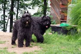 Why buy a bouvier des flandres puppy for sale if you can adopt and save a life? Bouvier Breeders Bouvier Des Flandres Breeder Ontario Quebec Nobleair Kennels Huisdier Politiehonden Waakhond