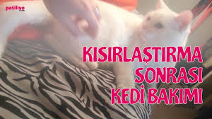 Disi Kedi Kisirlastirma Operasyonu Ovariohysterectomy Kedi Blog