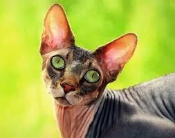 The sphynx cats are delightful and lovable breed of hairless feline. Prices Of Sphynx Cats Cost Chart And Owners Guide Faqcats Com