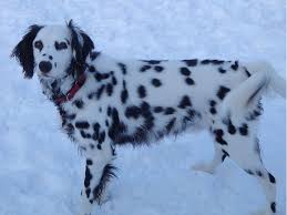 Pin By Paivi Reijonen On Unusual Colors And Coats In Dogs Dalmatian Rescue Beautiful Dogs Dalmatian