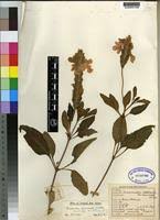 Image result for Crossandra mucronata