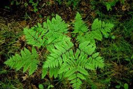 Image result for Pteridium aquilinum