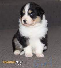 Pin By Maggie Simpson On Dogs And Puppies Collie Puppies For Sale White Border Collie Puppies