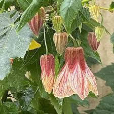 Image result for Abutilon lauraster