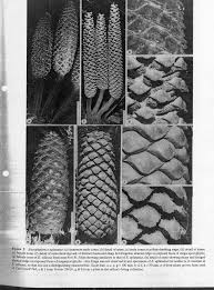 Image result for Encephalartos aplanatus