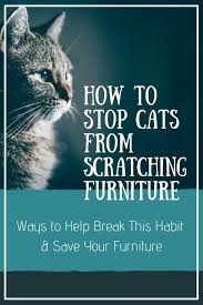 How To Stop Cats From Scratching Furniture Furniture Scratches Cat Scratching Furniture Cat Proof Furniture