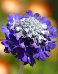Image result for Primula capitata